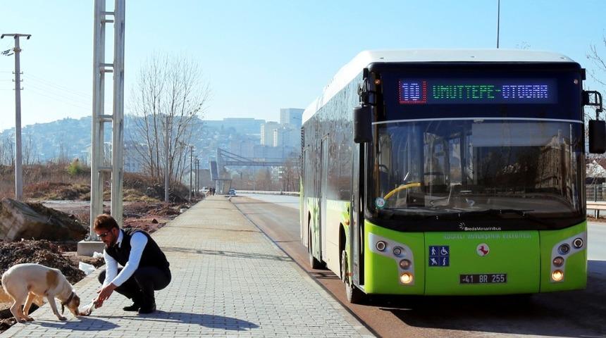 Halk otobüsü sürücüleri sokak hayvanlarını elleriyle besliyor