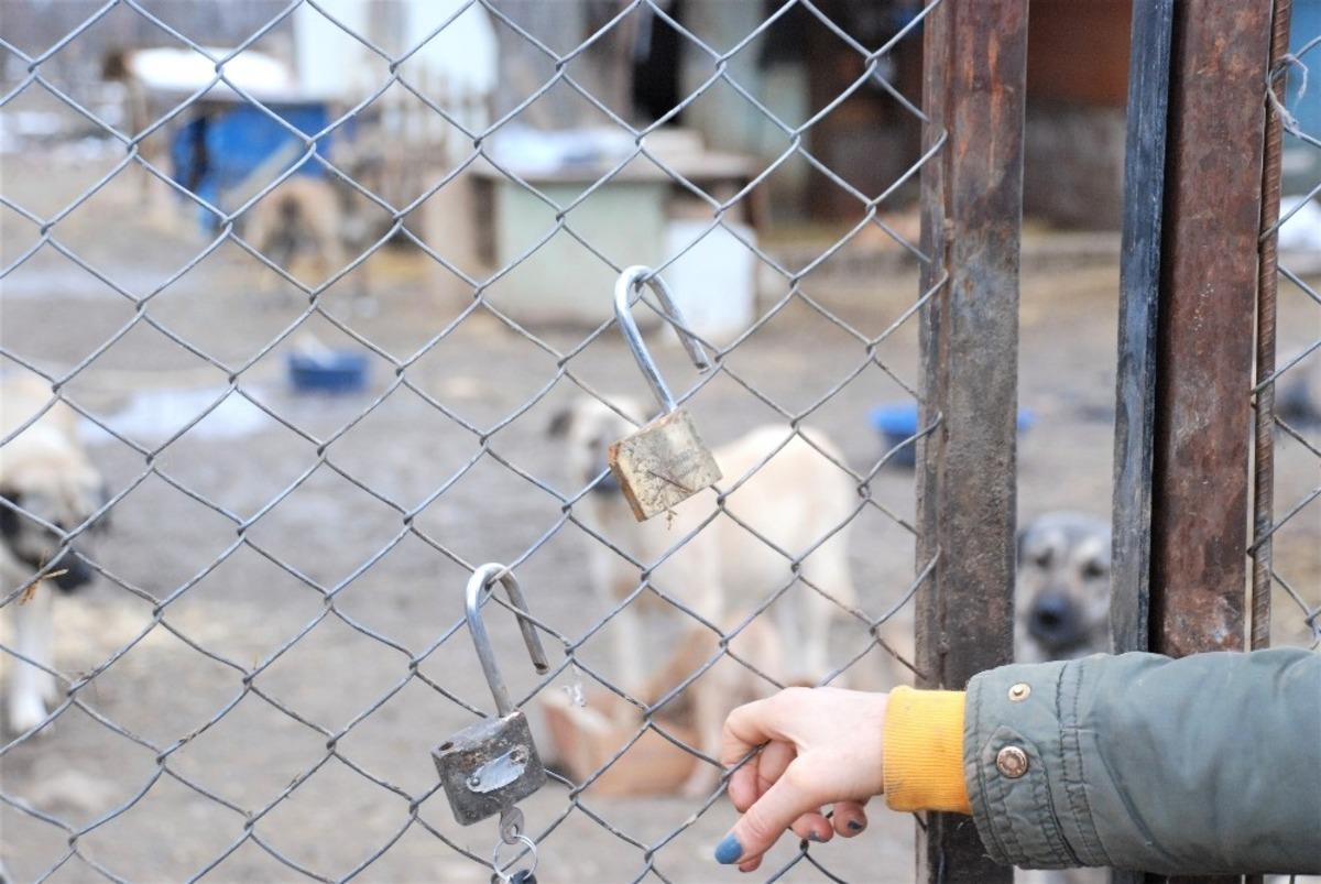 100&rsquo;e yakın k&ouml;peği beslemeye gittiklerinde şok yaşadılar