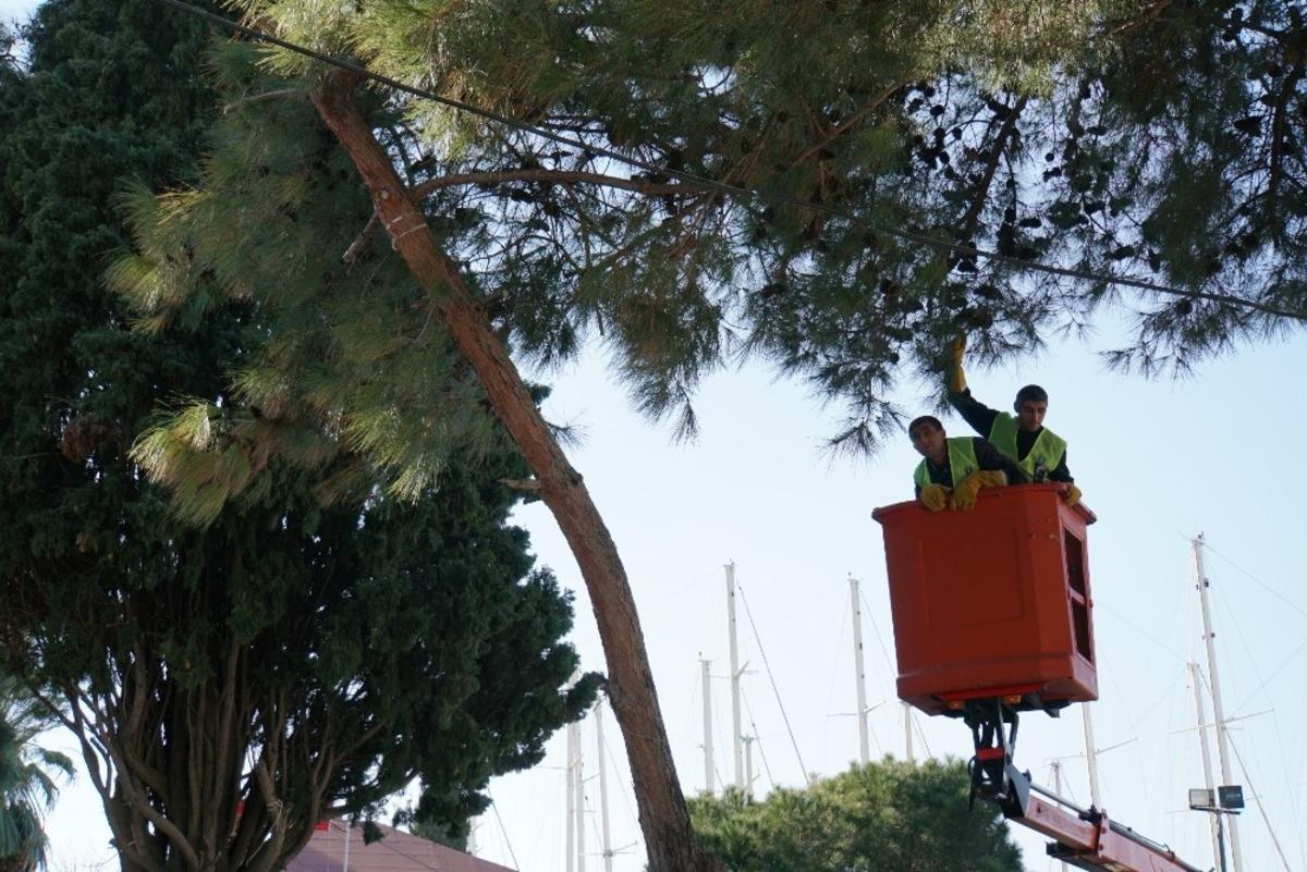 &Ccedil;ıktığı ağa&ccedil;tan vin&ccedil;le indirildi