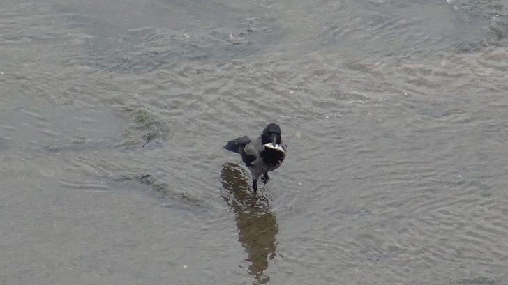 Kızılırmak'ta su seviyesi düşürülünce uyanık kargalar balıkları böyle avladı G1