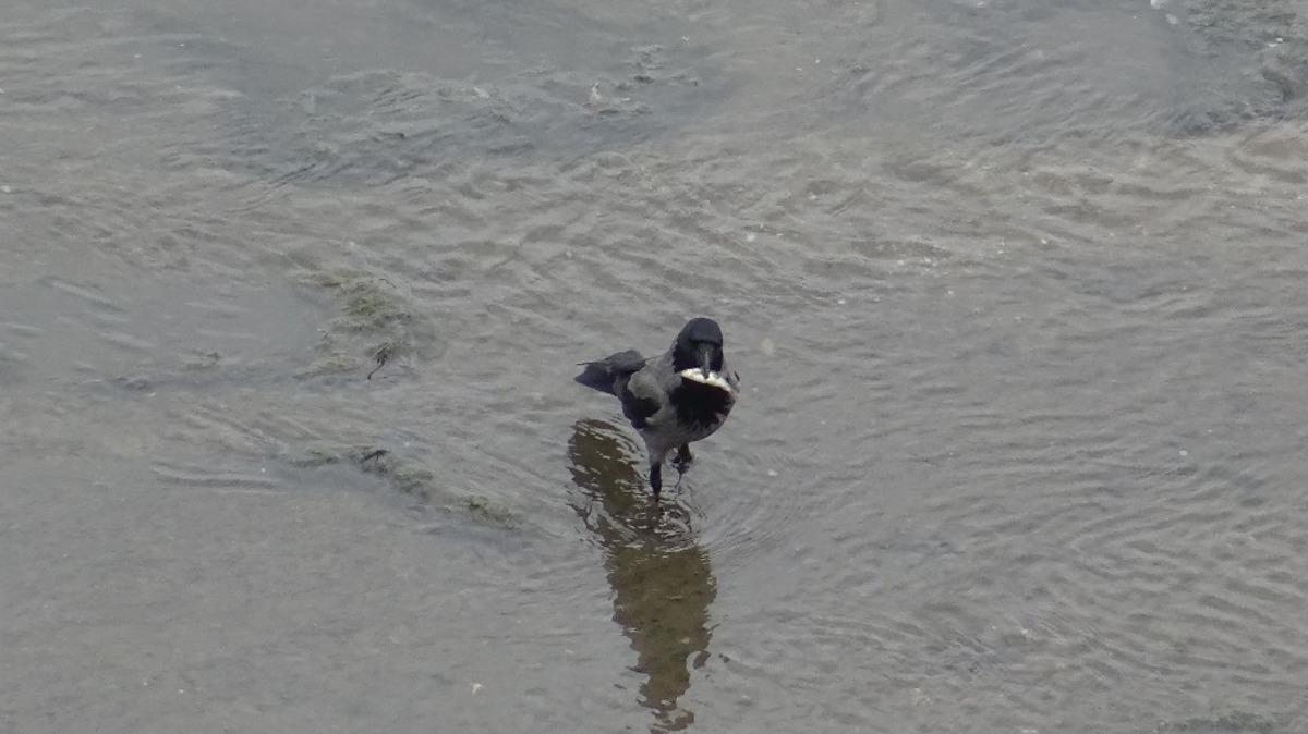 Kızılırmak'ta su seviyesi d&uuml;ş&uuml;r&uuml;l&uuml;nce uyanık kargalar balıkları b&ouml;yle avladı