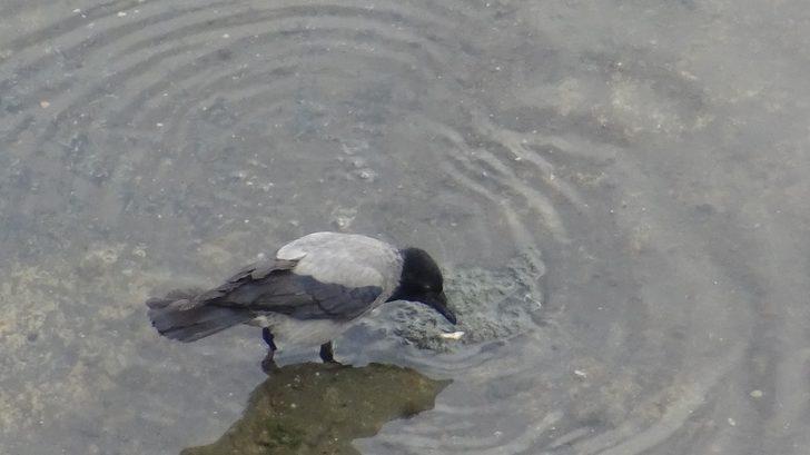 Kızılırmak'ta su seviyesi düşürülünce uyanık kargalar balıkları böyle avladı G2