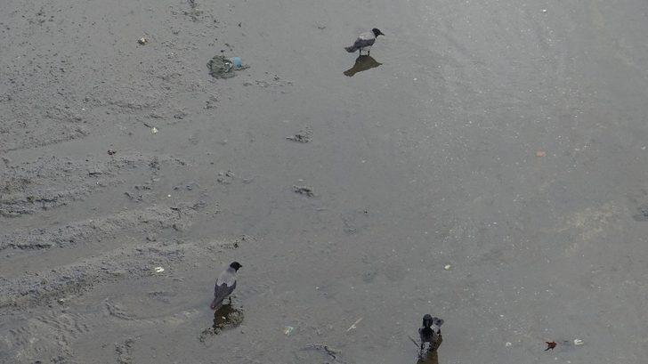 Kızılırmak'ta su seviyesi düşürülünce uyanık kargalar balıkları böyle avladı G4