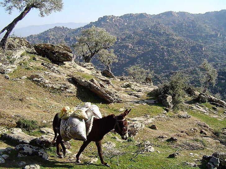 Ölmez ağaç zeytin doğaseverlere anlatıldı G4