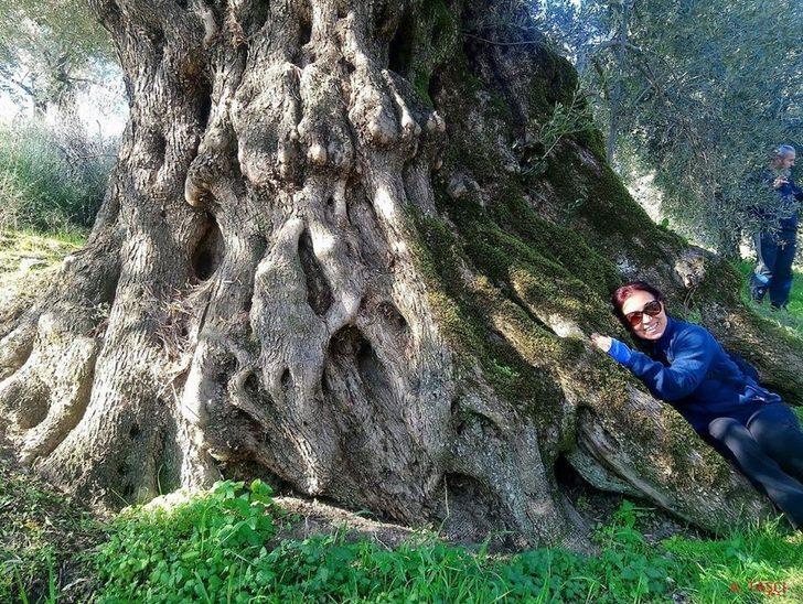Ölmez ağaç zeytin doğaseverlere anlatıldı G5