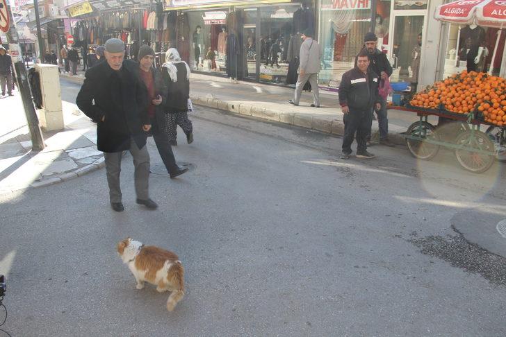 Elazığ'da kedi 'Şerafettin' esnafın maskotu oldu G2