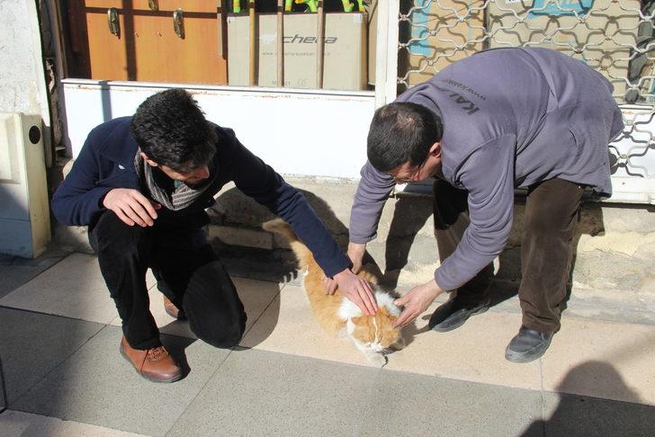 Elazığ'da kedi 'Şerafettin' esnafın maskotu oldu G3