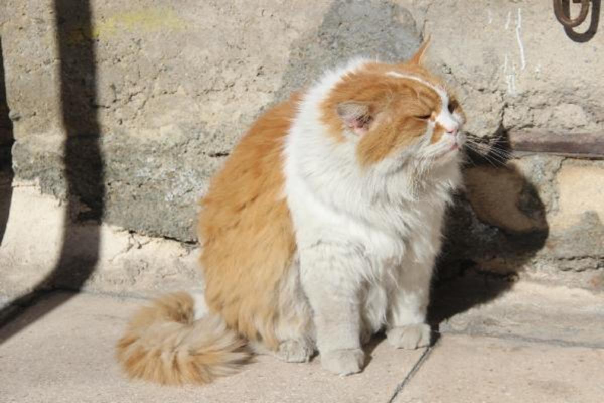 Elazığ'da kedi 'Şerafettin' esnafın maskotu oldu