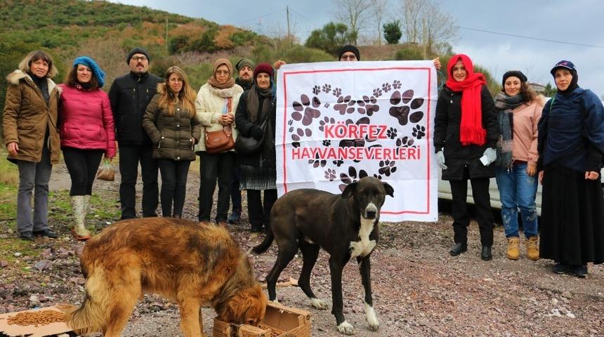 K&ouml;rfez&rsquo;de sokak hayvanlarına mama desteği