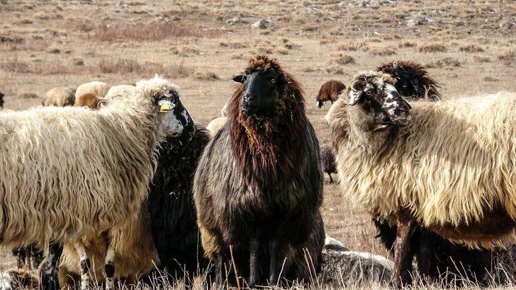 Ardahan’da kış ayında sıcak hava çiftçiye ekonomik kazanç sağlıyor G2