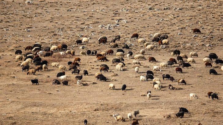 Ardahan’da kış ayında sıcak hava çiftçiye ekonomik kazanç sağlıyor G3