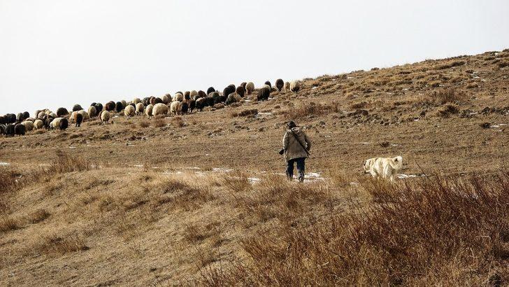 Ardahan’da kış ayında sıcak hava çiftçiye ekonomik kazanç sağlıyor G5