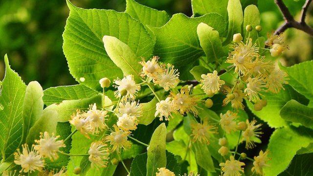 WWF Türkiye Ihlamur Vadisi Projesi hayata geçiyor