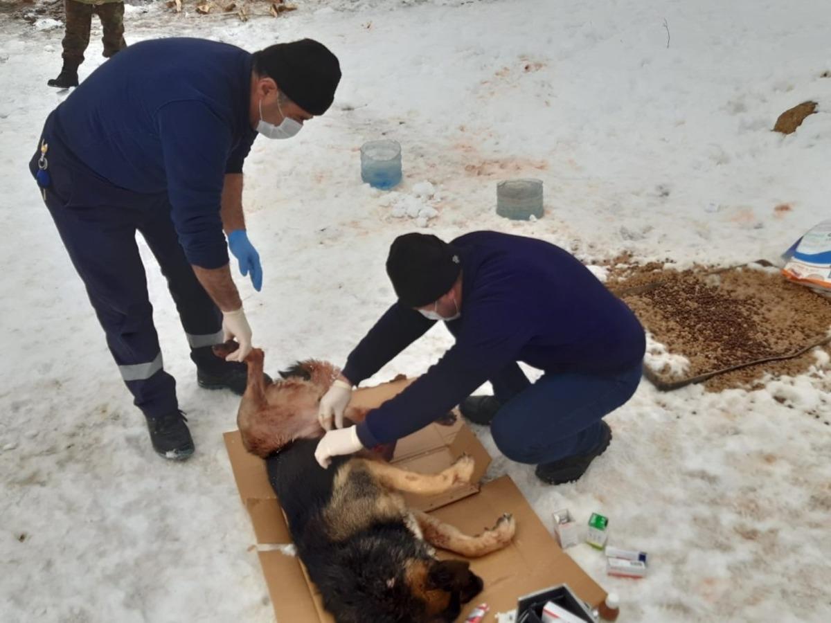 Kurtların saldırdığı k&ouml;pek tedavi altına alındı