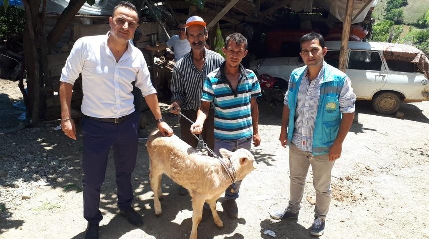 &Uuml;reticilere buzağı destekleme &ouml;demeleri başladı