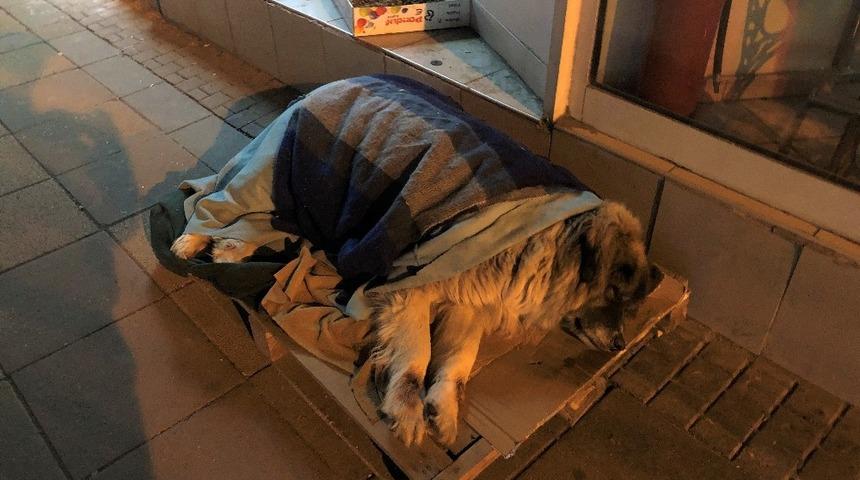 Hayvanseverlerin şefkati takdir topluyor