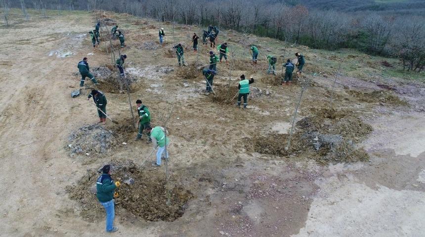 Dolgu alanı meyve bah&ccedil;esi oldu