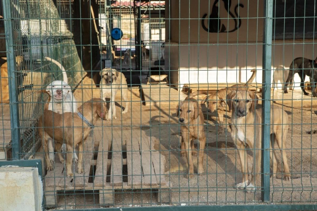 Mersin&rsquo;de 800 k&ouml;pek ve 550 kedi sahiplendirildi