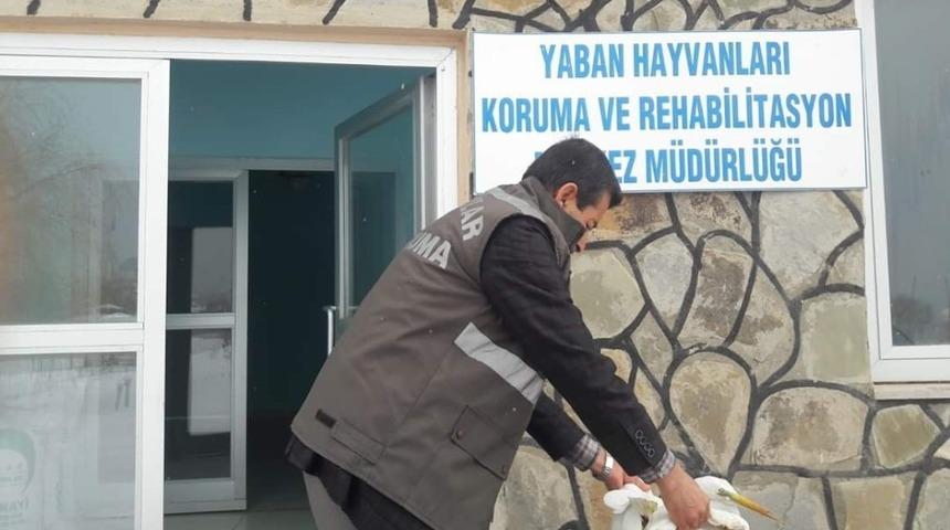 Yaralı B&uuml;y&uuml;k ak balık&ccedil;ıl kuşu tedavi altına alındı