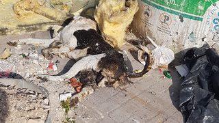 Çöpte bir kısmı yanmış köpek ölüsü bulundu