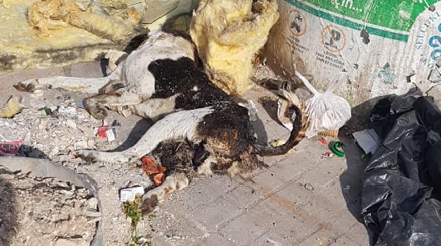 Çöpte bir kısmı yanmış köpek ölüsü bulundu