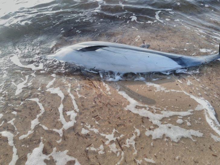 Enez’de ölü bir yunus sahile vurdu G1