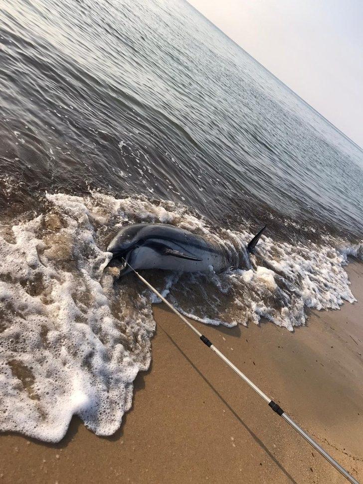 Enez’de ölü bir yunus sahile vurdu G2