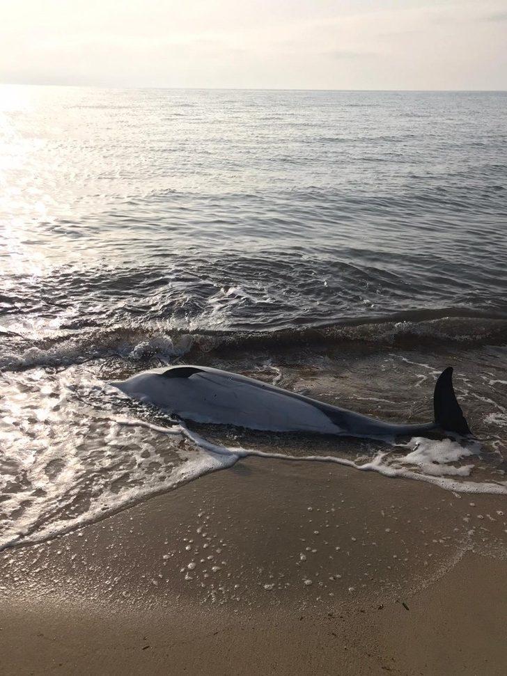 Enez’de ölü bir yunus sahile vurdu G3