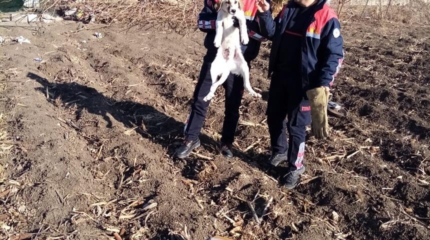 Kafası bidona sıkışan k&ouml;peği itfaiye kurtardı