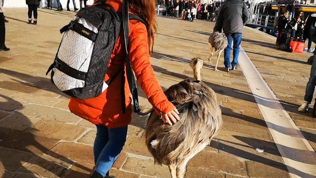 Venedik'te deve kuşlarıyla gezen adama 2 gün uzaklaştırma ve 400 euro ceza