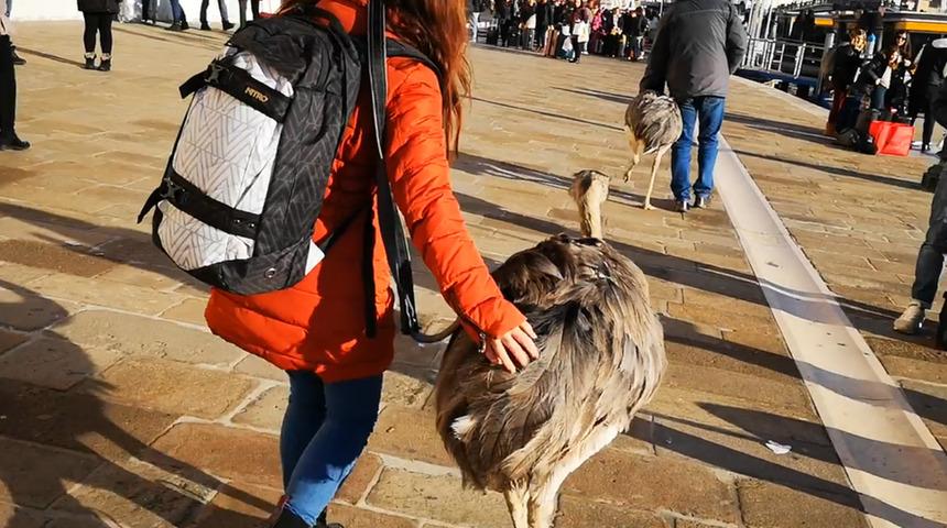 Venedik'te deve kuşlarıyla gezen adama 2 g&uuml;n uzaklaştırma ve 400 euro ceza
