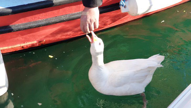 'Vakvak', Küçükkuyu'nun maskotu oldu G1
