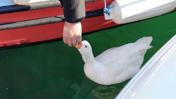 'Vakvak', Küçükkuyu'nun maskotu oldu G3