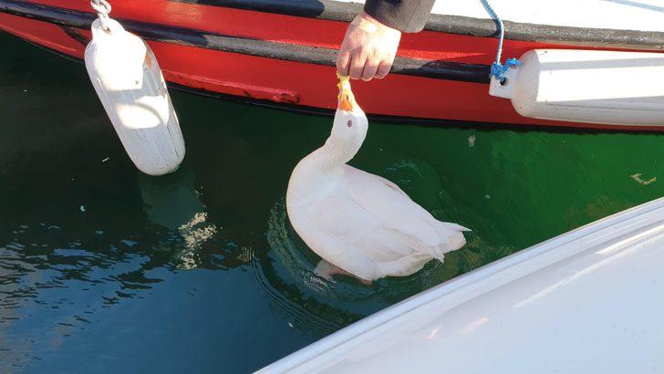 'Vakvak', Küçükkuyu'nun maskotu oldu G4