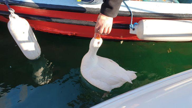 'Vakvak', Küçükkuyu'nun maskotu oldu G5