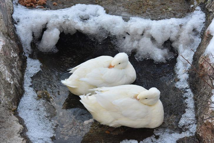 Oylat Kaplıcaları tatilcilerin akınına uğruyor! G4