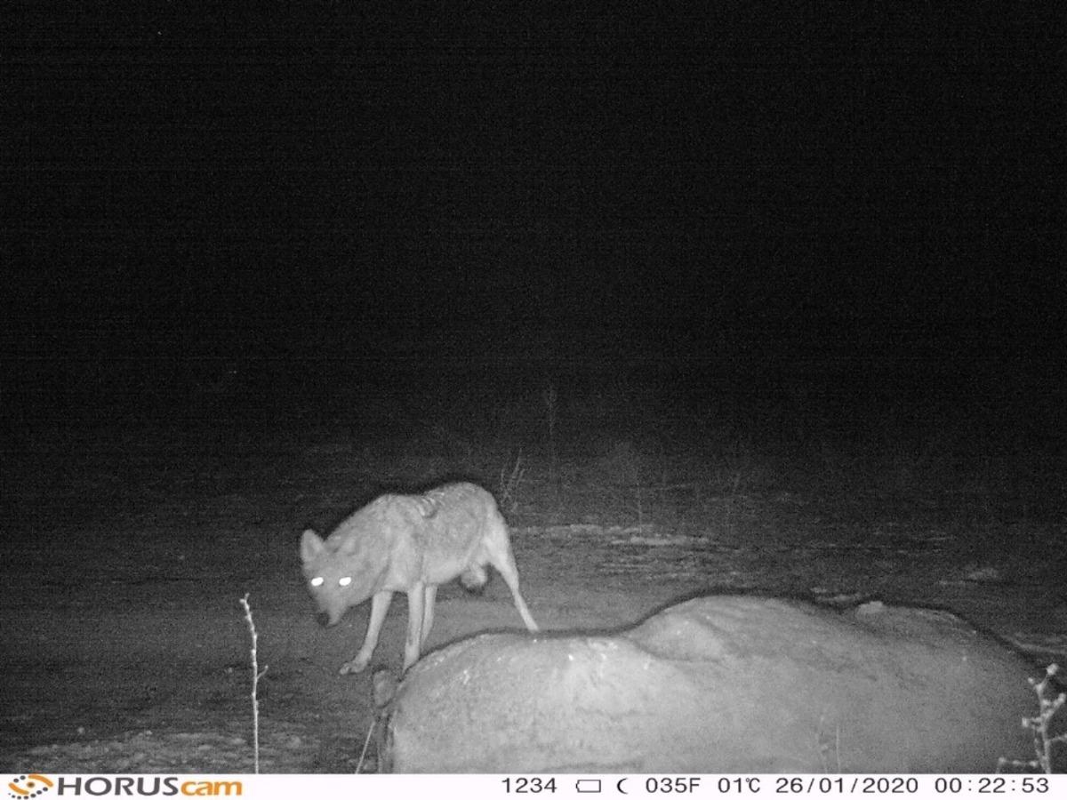 Nevşehir&rsquo;de kurt s&uuml;r&uuml;s&uuml; fotokapanla g&ouml;r&uuml;nt&uuml;lendi