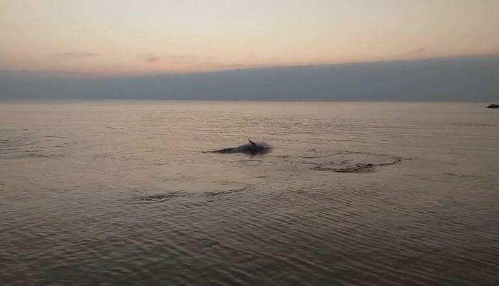 Mudanya'da ilginç görüntü! Yunuslar sahilde balık avladı G3