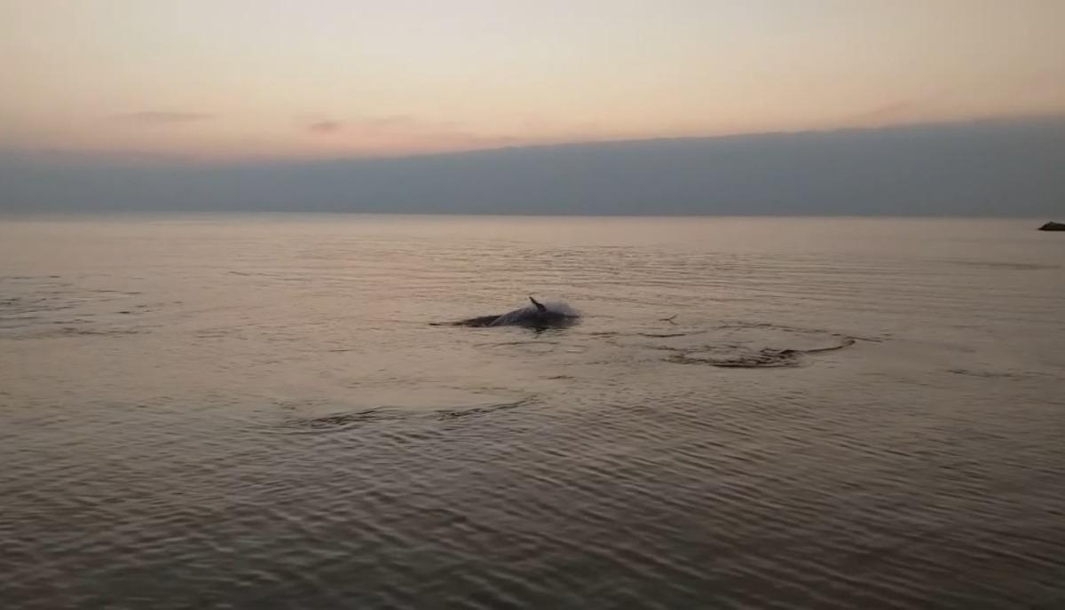 Mudanya'da ilgin&ccedil; g&ouml;r&uuml;nt&uuml;! Yunuslar sahilde balık avladı