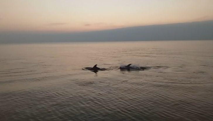 Mudanya'da ilginç görüntü! Yunuslar sahilde balık avladı G1