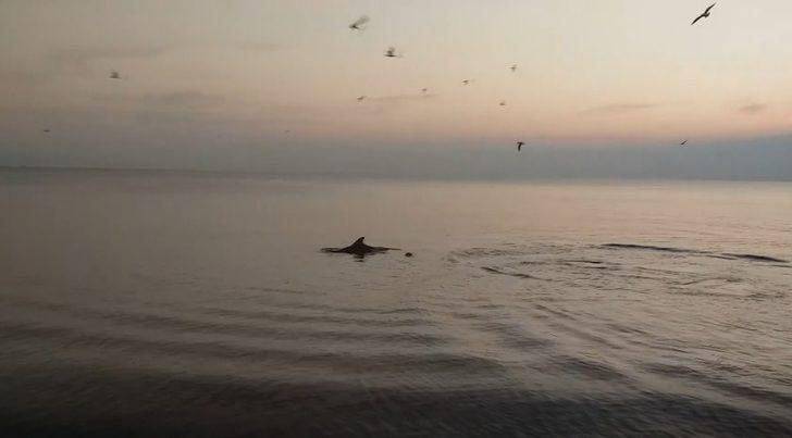 Mudanya'da ilginç görüntü! Yunuslar sahilde balık avladı G2