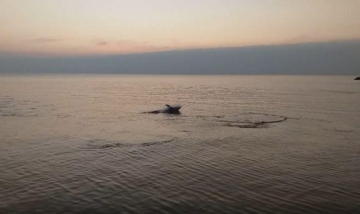 Mudanya'da ilginç görüntü! Yunuslar sahilde balık avladı G4