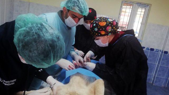 Kaza sonucu ağır yaralanan kedi ve köpek operasyonla hayata tutundu