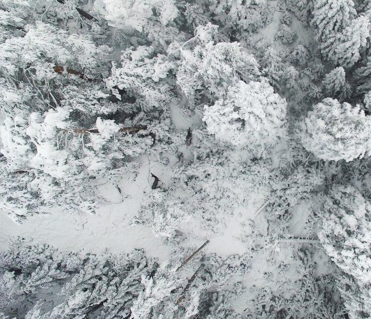 Karla kaplı ormanda drone ile geyikleri böyle görüntülediler G2