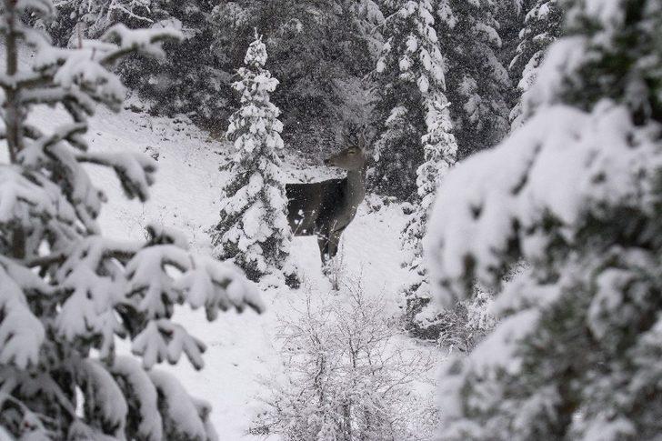 Karla kaplı ormanda drone ile geyikleri böyle görüntülediler G5