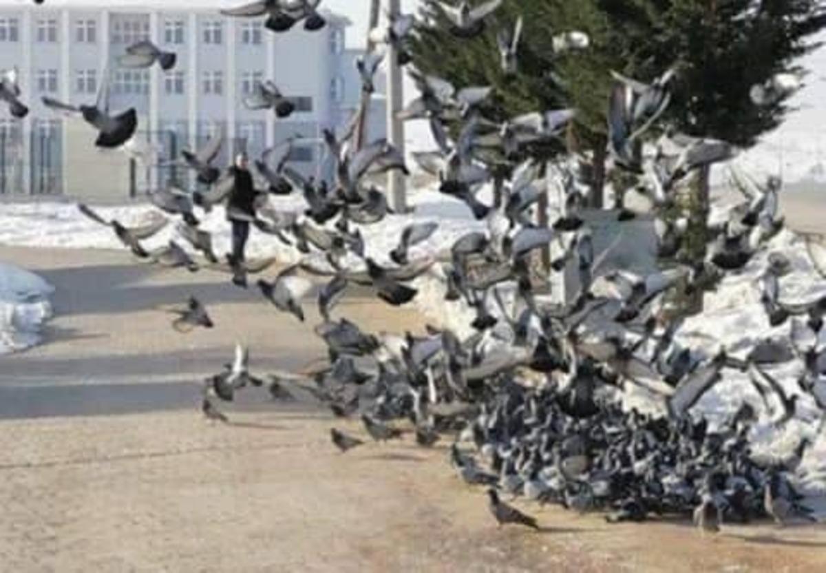 Her sabah kuşlar i&ccedil;in yiyecek bırakıyor