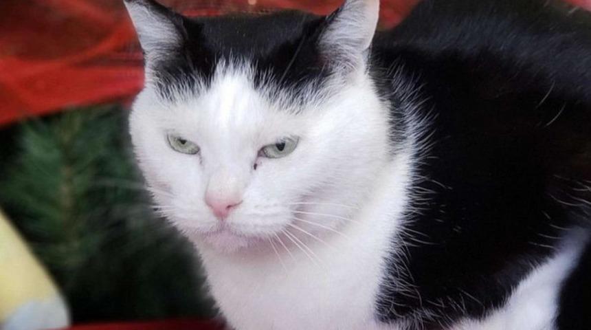 'Dünyanın en kötü kedisine' yuva aranıyor