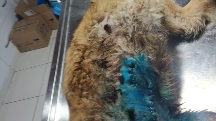 Memesinde t&uuml;m&ouml;r olan k&ouml;pek tedavi edildi