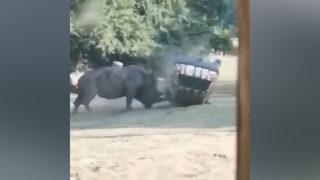 Öfkeli gergedan dehşet saçtı! Bakıcısının arabasını paramparça etti