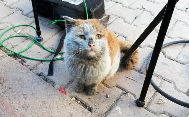 Depremde yaralanan kediyi, Antalya sahiplendi